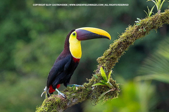 Black-mandibled Toucan