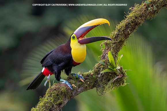 Black-mandibled Toucan