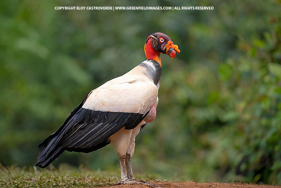 King Vulture