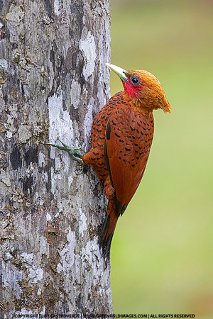Chestnut-colored Woodpecker