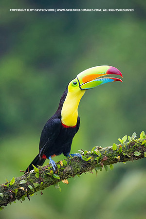Keel-billed Toucan