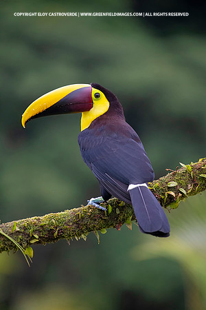 Black-mandibled Toucan