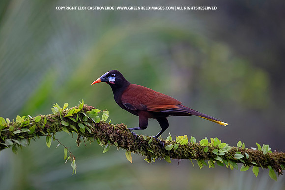Montezuma Oropendula