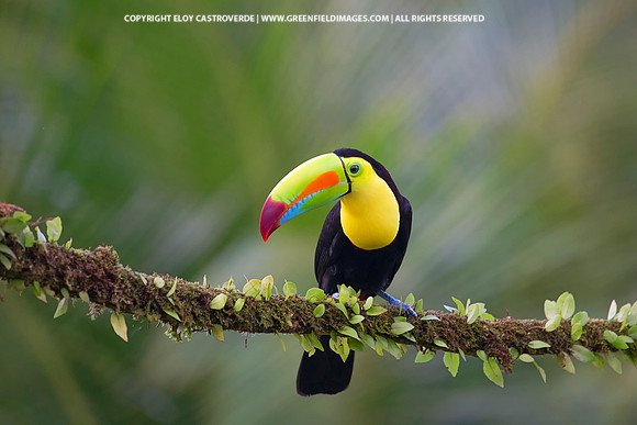 Keel-billed Toucan