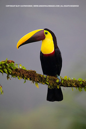 Black-mandibled Toucan