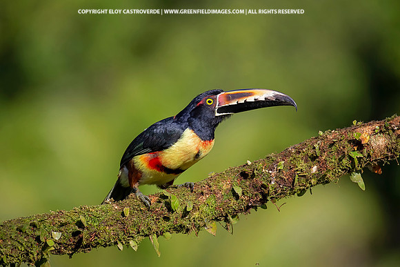 Collard Aracari