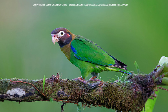 Brown-hooded Parrot