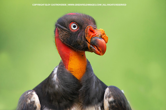 King Vulture