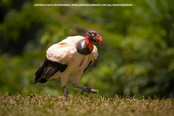 King Vulture