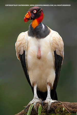 King Vulture