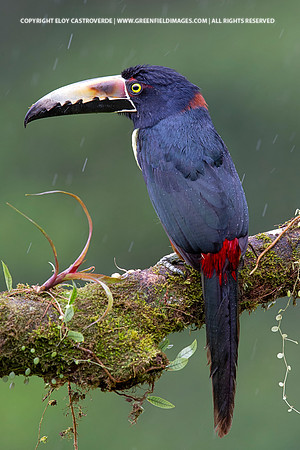 Collard Aracari