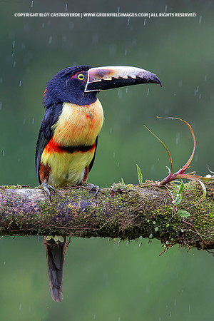 Collard Aracari