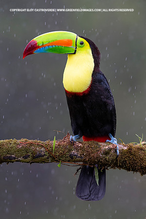 Keel-billed Toucan