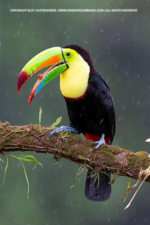 Keel-billed Toucan