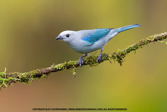 Blue-grey Tanager