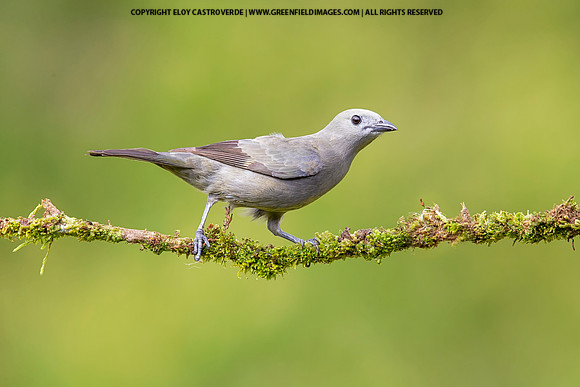 Palm Tanager