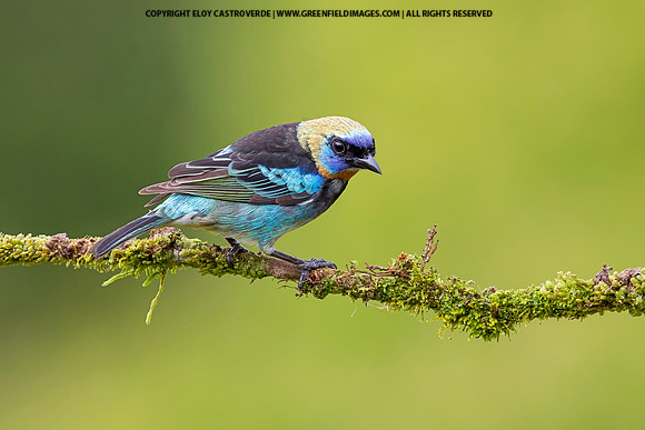 Golden-hooded Tanager
