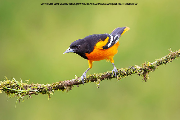 Baltimore Oriole
