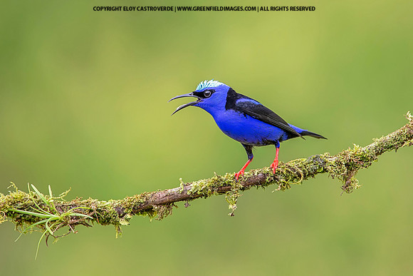 Red-legged Honeycreeper