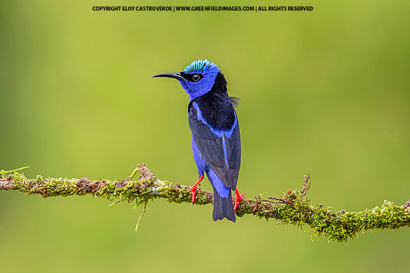 Red-legged Honeycreeper