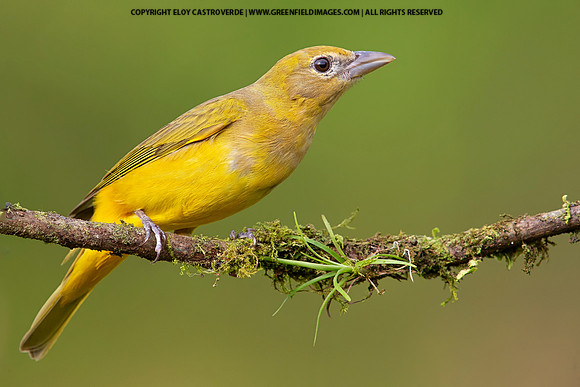 Summer Tanager (female)