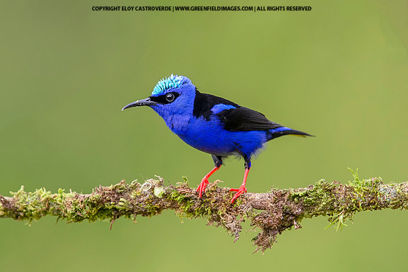 Red-legged Honeycreeper