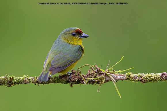 Olive-backed Euphonia