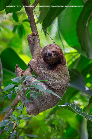 Three-toed Sloth
