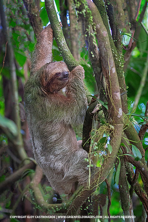 Three-toed Sloth