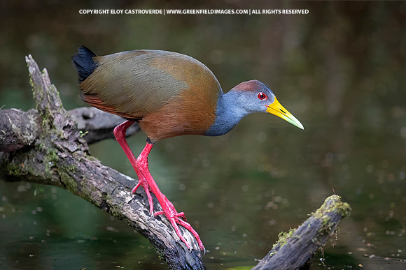 Russet-naped Wood Rail