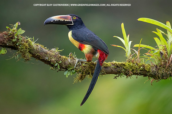 Collard Aracari