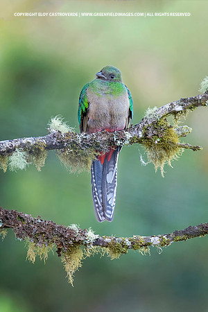 Resplendant Quetzal