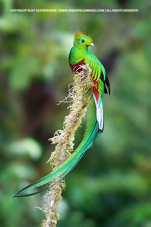 Resplendant Quetzal