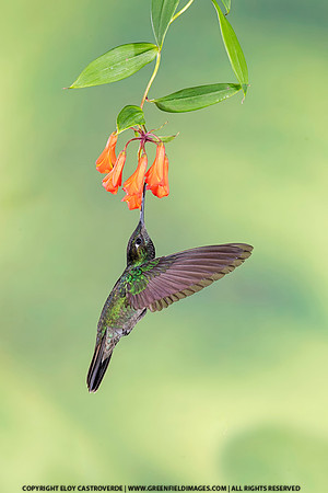 Magnificent Hummingbird
