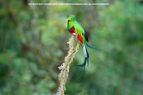 Resplendant Quetzal