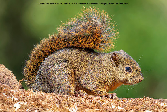 Red-tailed Squirrel
