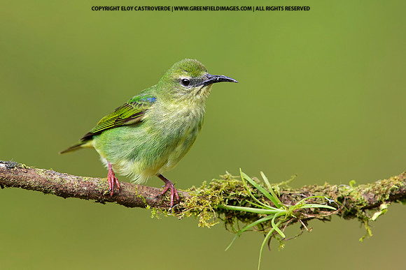 Red-legged Honeycreeper (female)