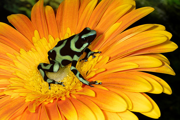 Green and Black Poison Dart Frog
