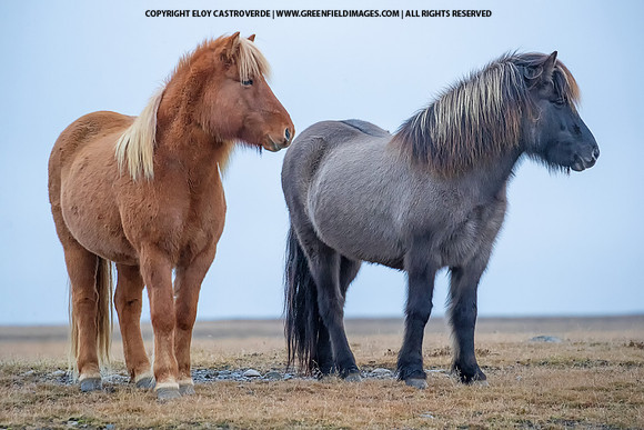 Icelandic Horses