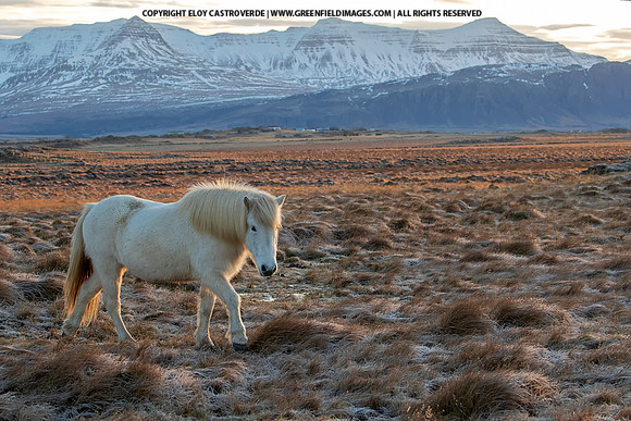 Icelandic Horses