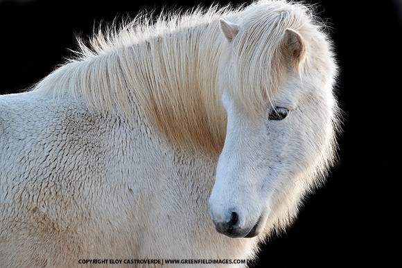 Icelandic Horse