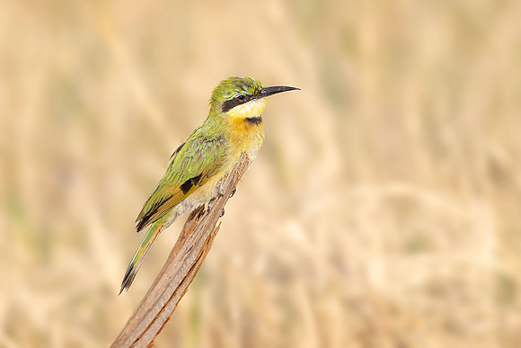 Little Bee Eater (Botswana)