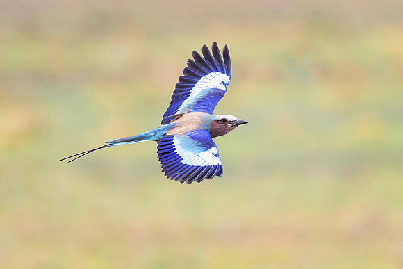 Lilac Breasted Roller (Botswana)