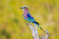 Lilac Breasted Roller (South Africa)