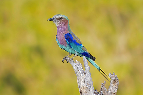 Lilac Breasted Roller (South Africa)