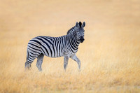 Zebra (Botswana)