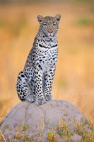 Leopard (Botswana)