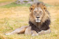 Lion (Botswana)