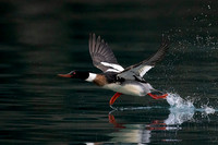 Red Breasted Merganser (Alaska)