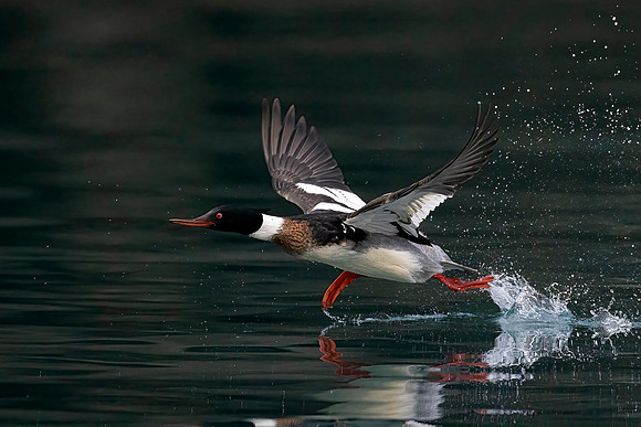 Red Breasted Merganser (Alaska)